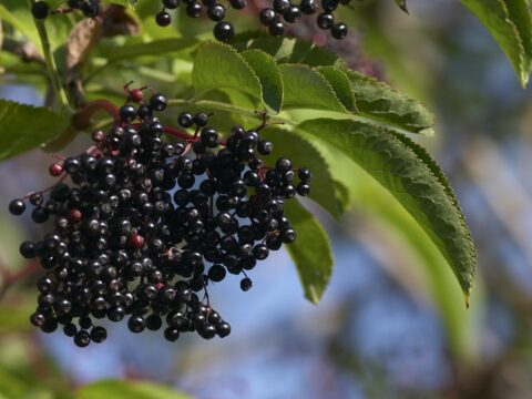 This 'underappreciated' berry can help with weight management, says new study: 'A variety of health benefits'