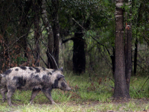 Feral hogs terrorizing Texas town, infuriating locals: 'I can't go out there and start blasting'