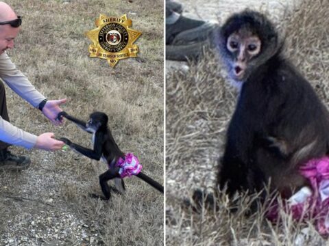 Tutu-wearing monkey picked up near highway in 'bananas situation'