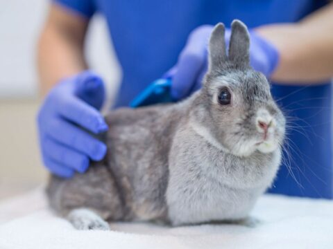 ‘Rabbit fever’ cases have risen in US as CDC warns of zoonotic bacterial disease